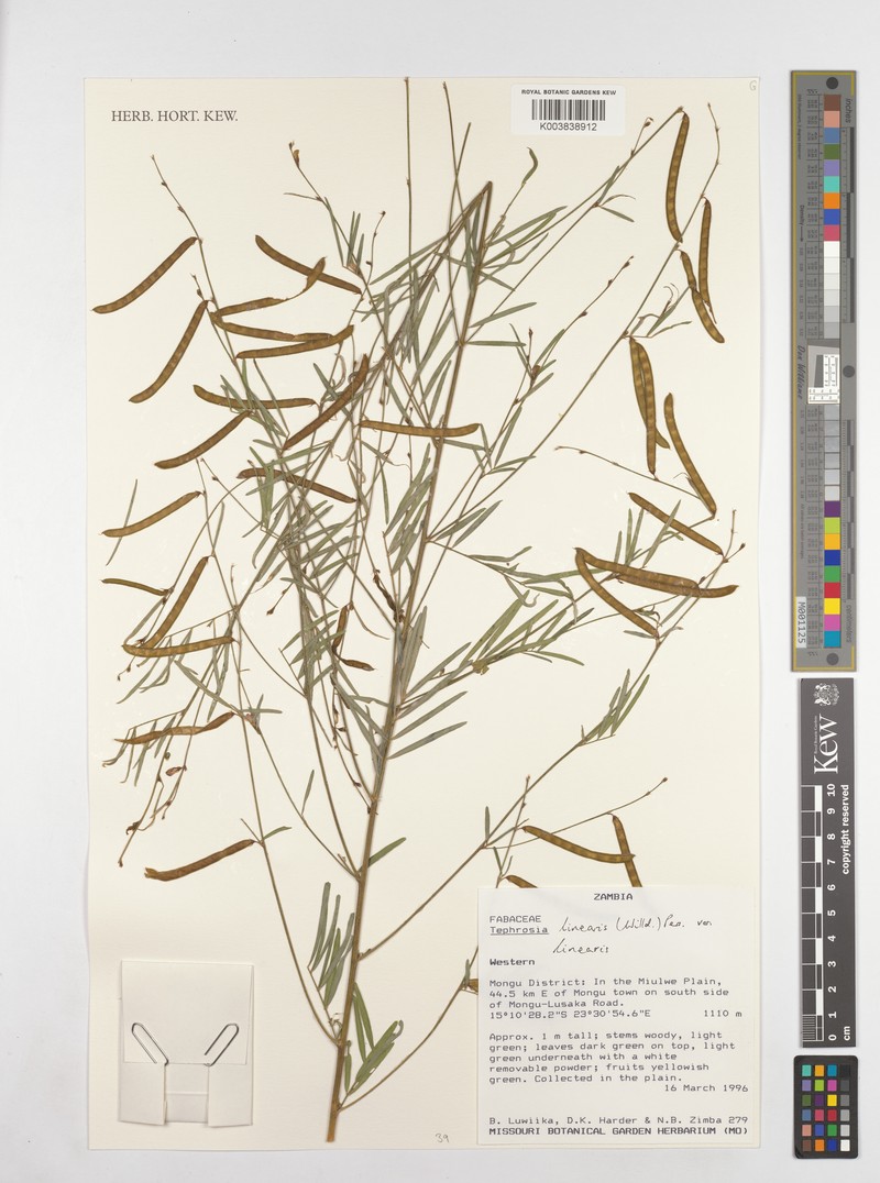 Tephrosia linearis var. linearis