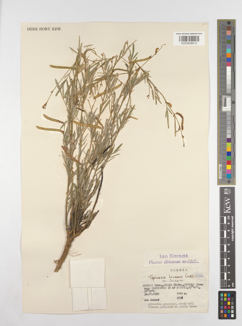 Tephrosia linearis var. linearis photo 2