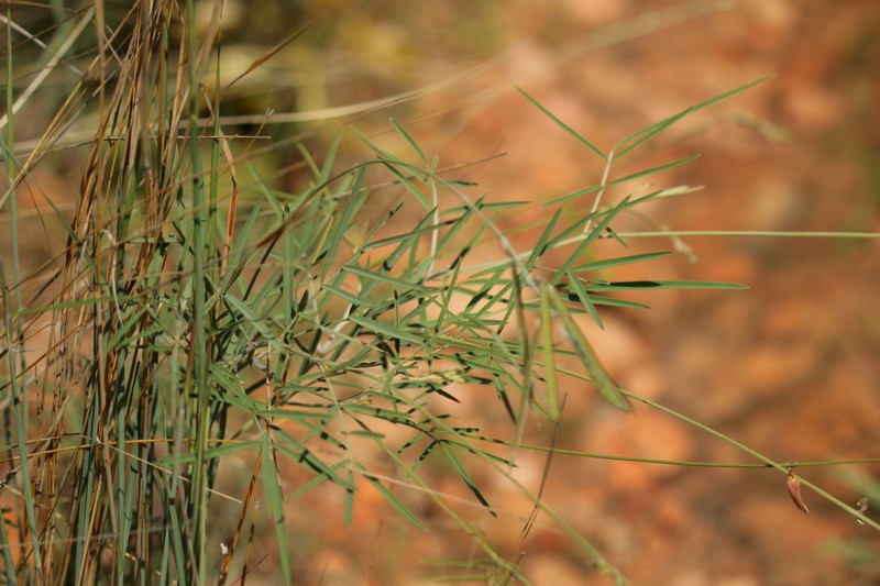 Tephrosia longipes var. longipes