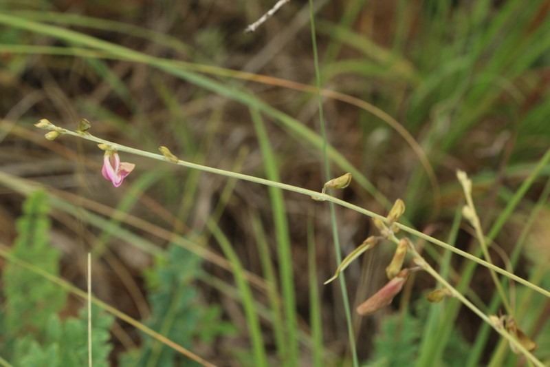 Tephrosia longipes var. longipes photo 2