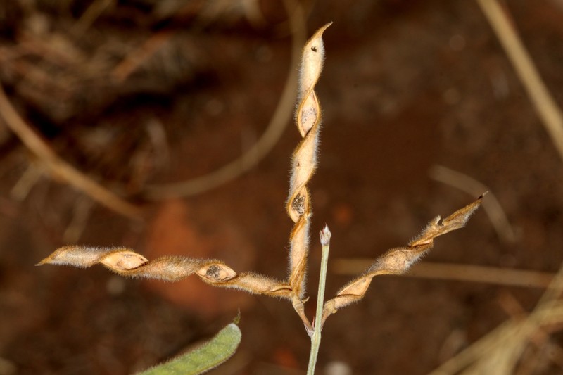 Tephrosia longipes var. longipes photo 3