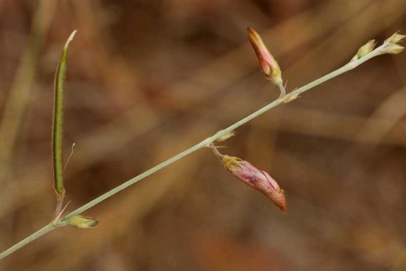 Tephrosia longipes var. longipes photo 4