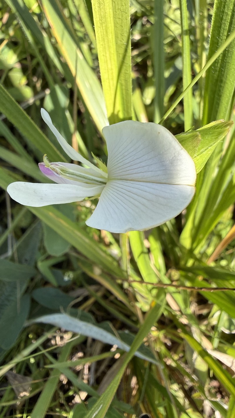 Tephrosia macropoda var. macropoda