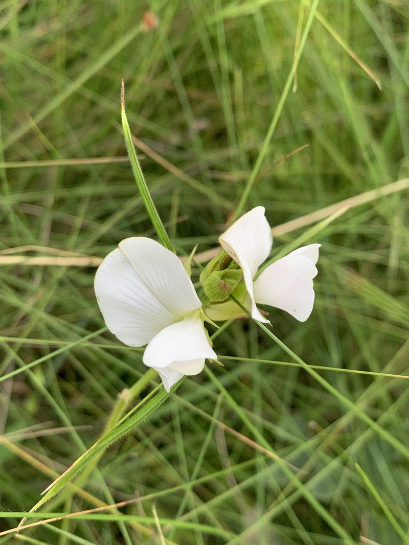 Tephrosia macropoda var. macropoda photo 2