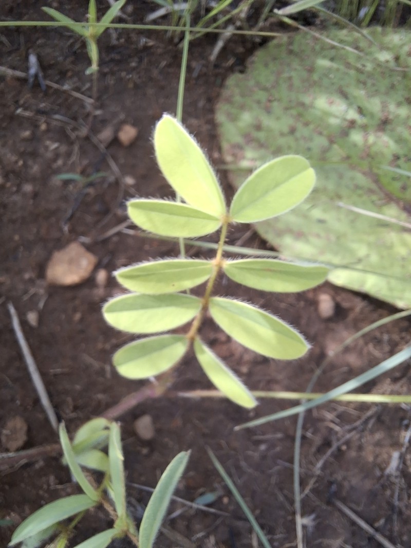 Tephrosia macropoda var. macropoda photo 3