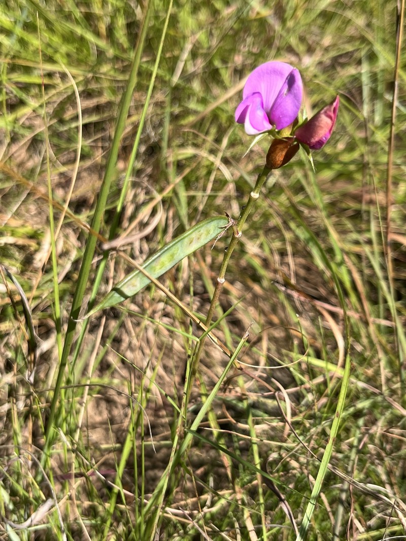 Tephrosia macropoda var. macropoda photo 4