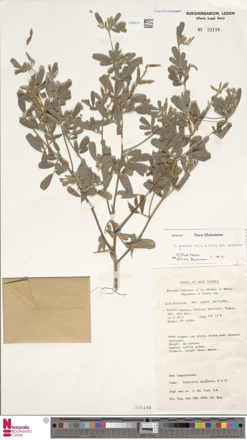 Tephrosia maculata var. maculata