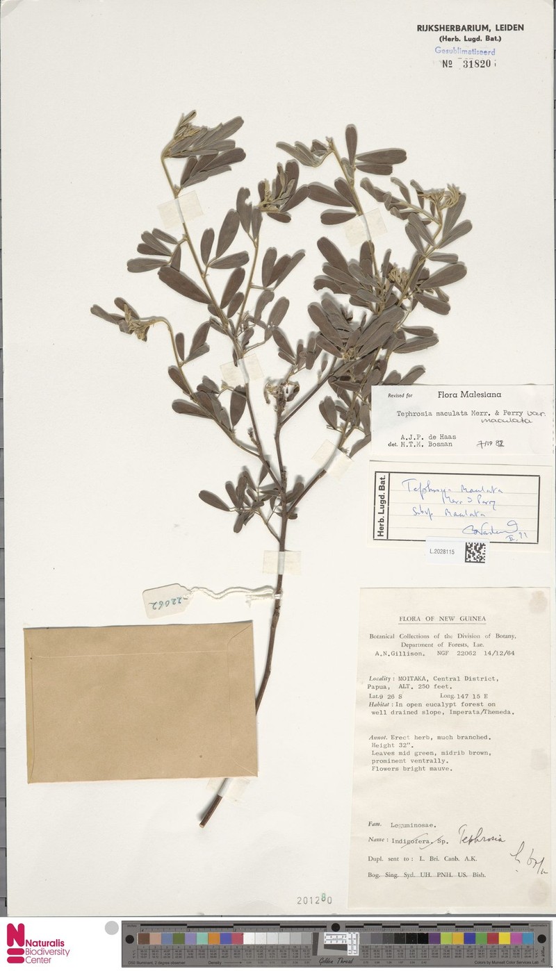 Tephrosia maculata var. maculata photo 2