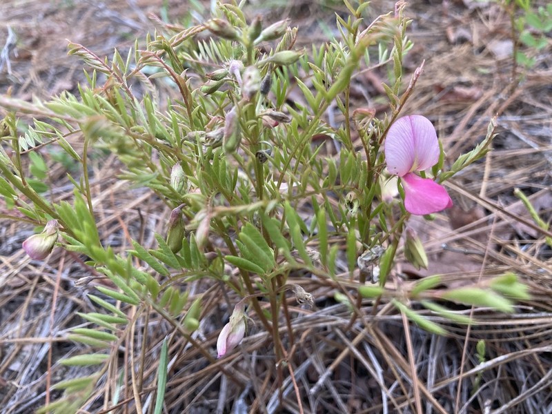 Pineland Hoarypea