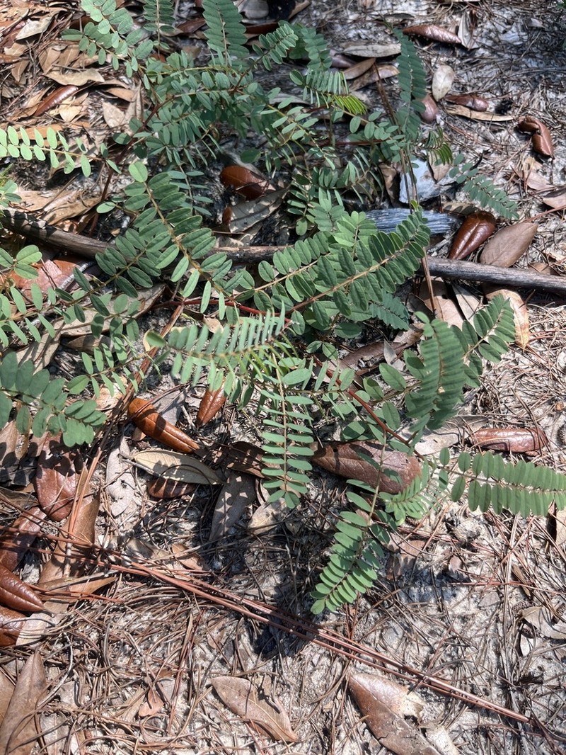 Pineland Hoarypea photo 2