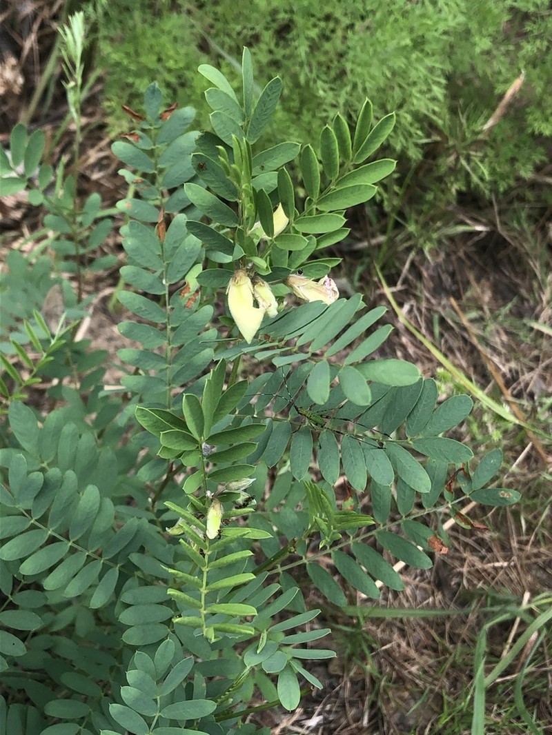 Pineland Hoarypea photo 4