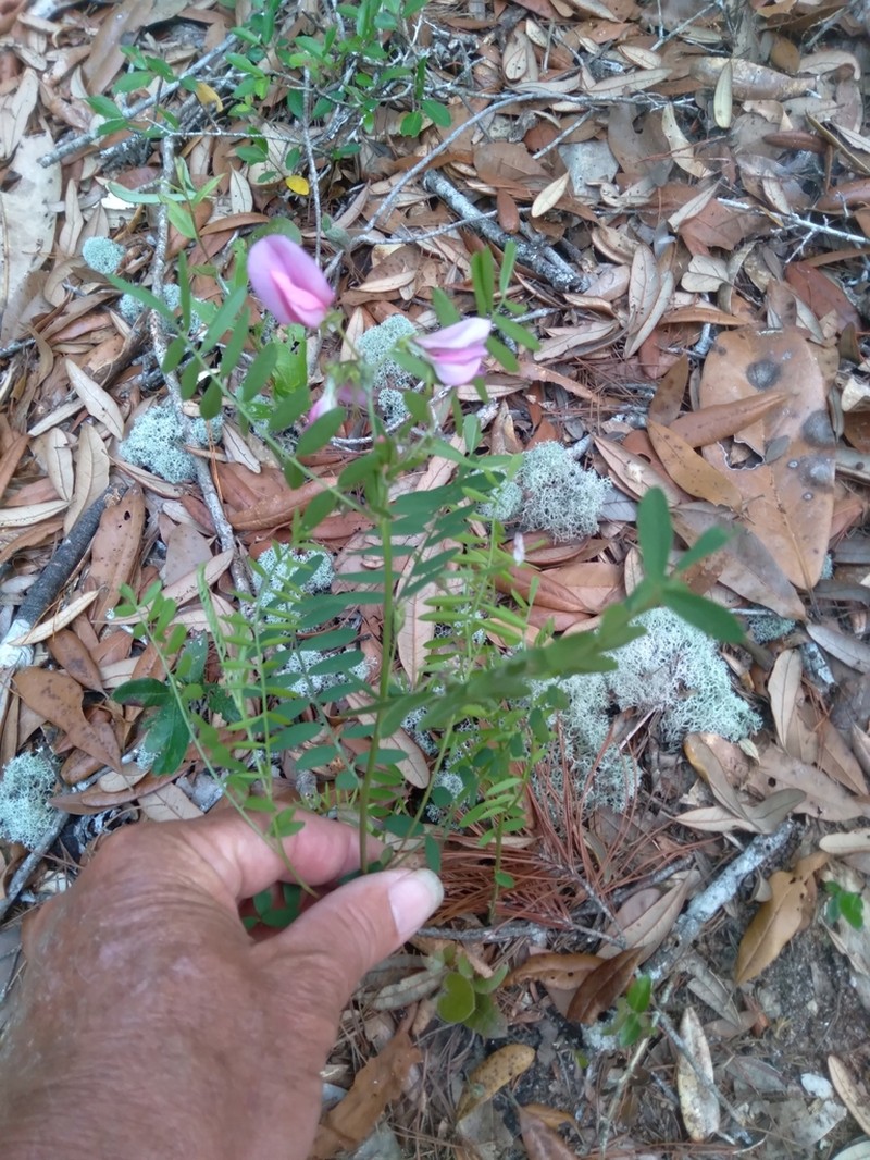 Pineland Hoarypea photo 5