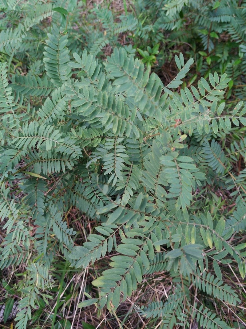 Pineland Hoarypea photo 6
