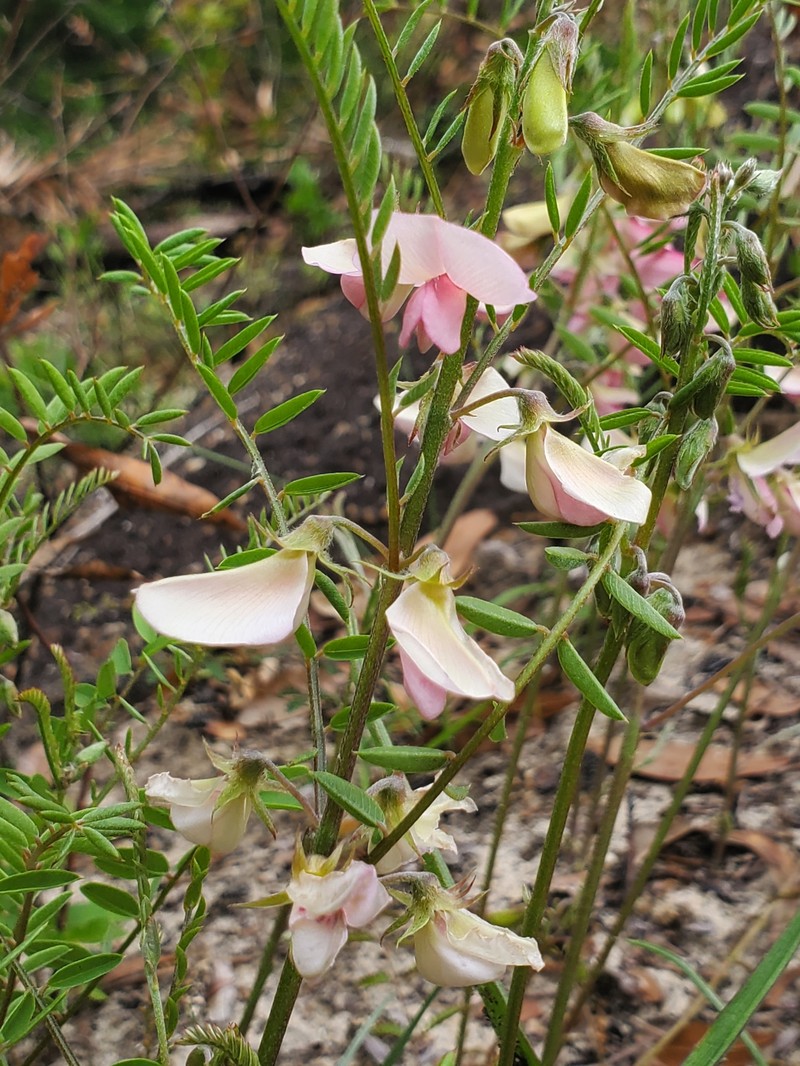 Pineland Hoarypea photo 7