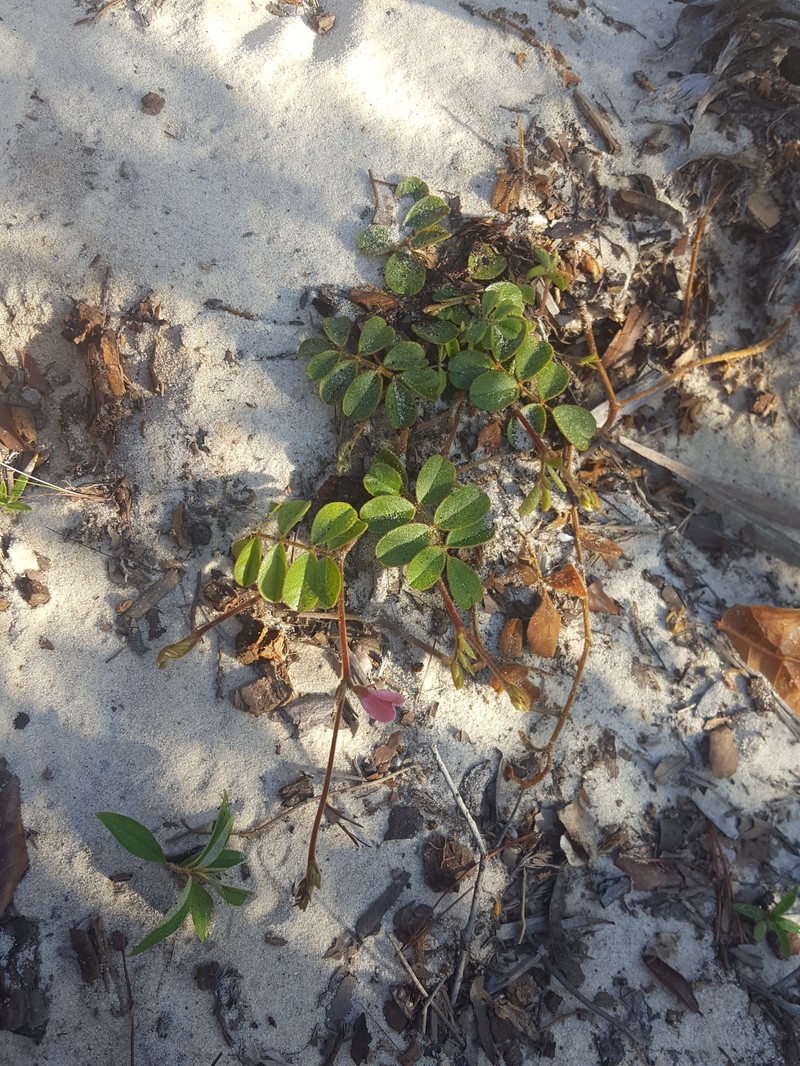 Tephrosia mysteriosa