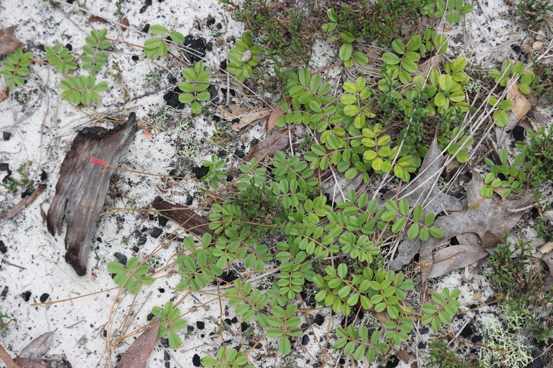 Tephrosia mysteriosa photo 2