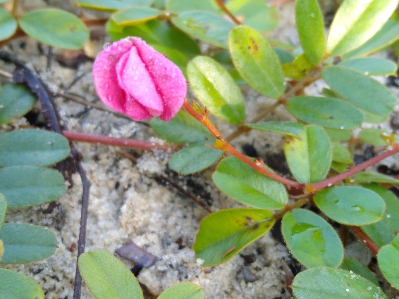 Tephrosia mysteriosa photo 3