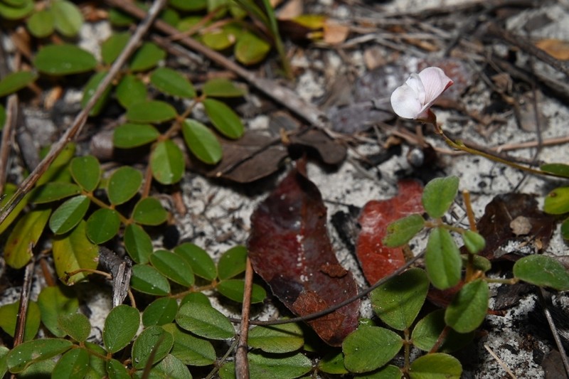Tephrosia mysteriosa photo 4
