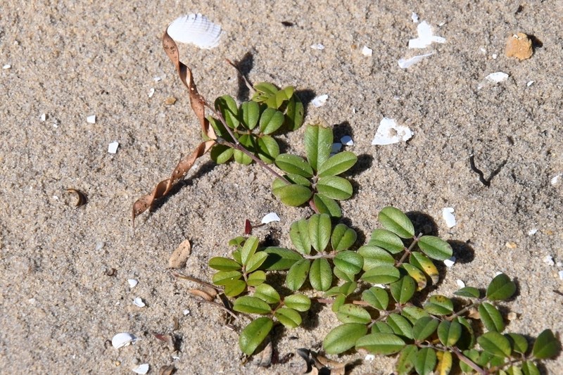 Tephrosia mysteriosa photo 5