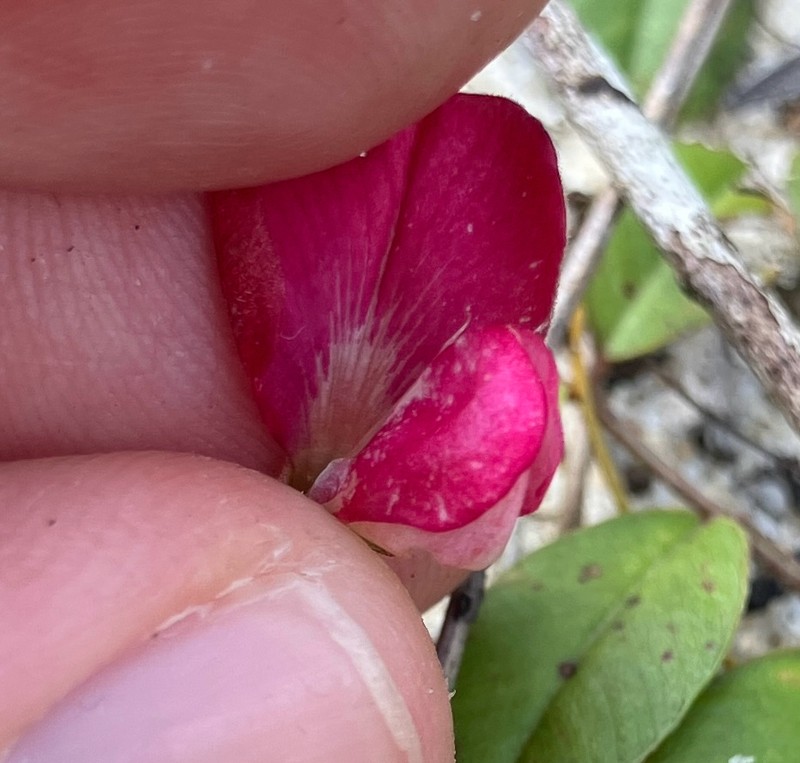 Tephrosia mysteriosa photo 6