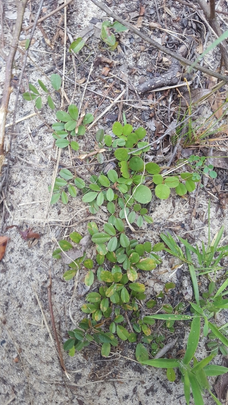 Tephrosia mysteriosa photo 7