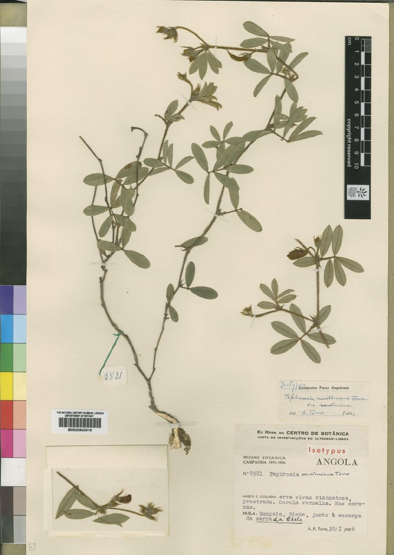 Tephrosia newtoniana var. newtoniana