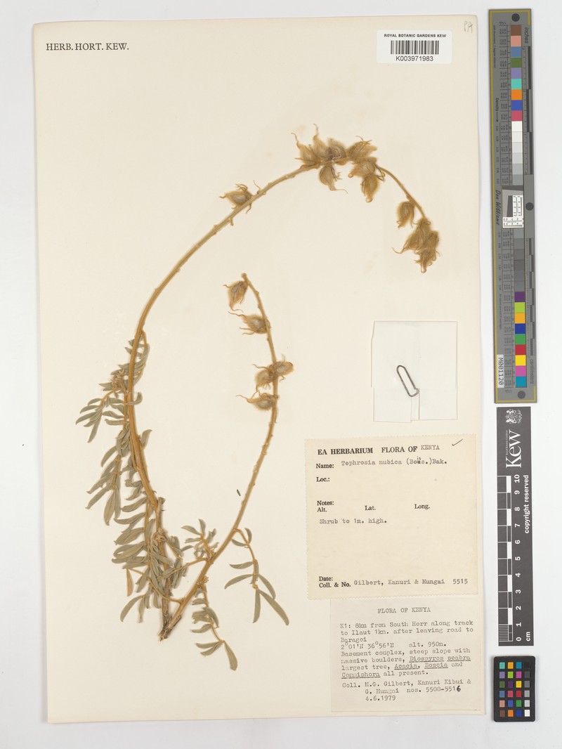 Tephrosia nubica subsp. nubica photo 2