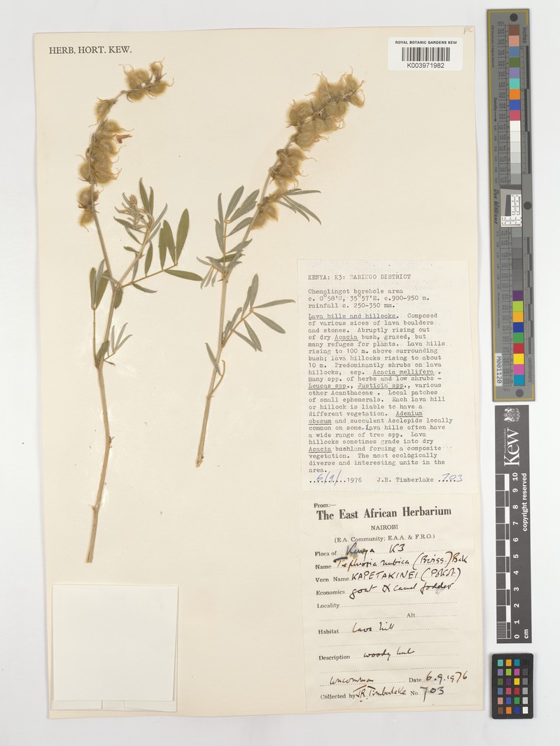Tephrosia nubica subsp. nubica photo 4