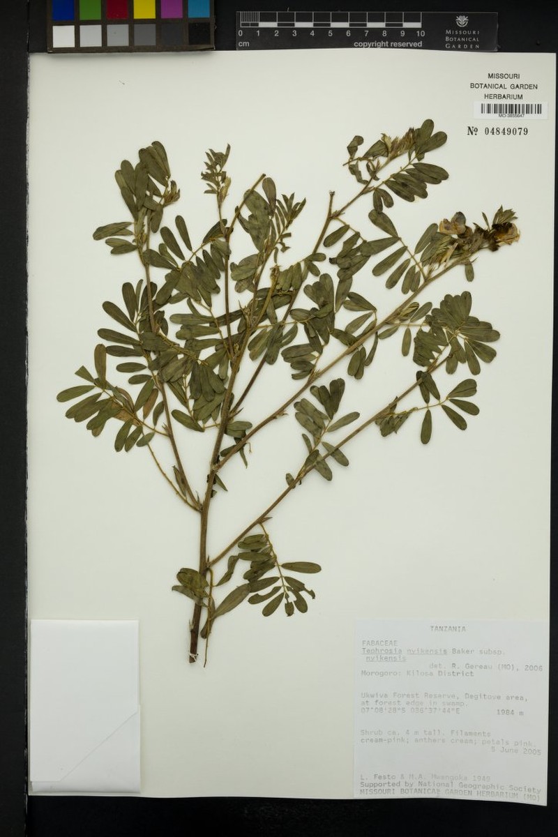 Tephrosia nyikensis subsp. nyikensis