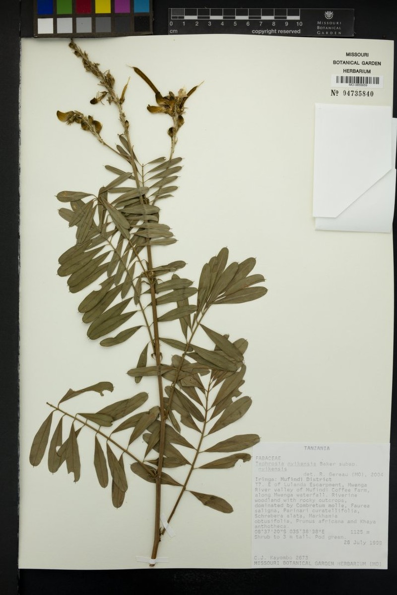 Tephrosia nyikensis subsp. nyikensis photo 2