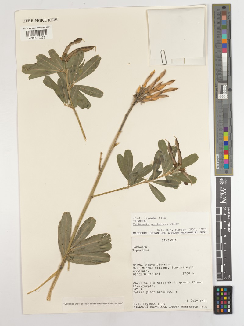 Tephrosia nyikensis subsp. nyikensis photo 3