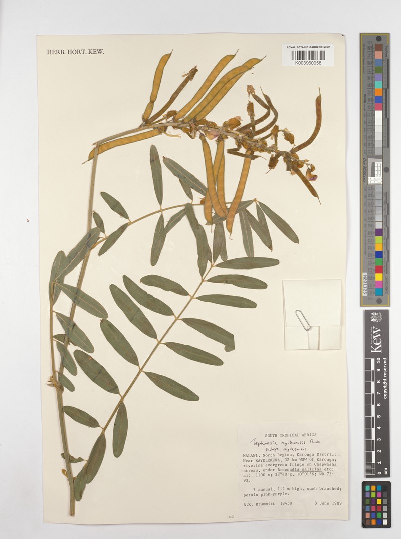 Tephrosia nyikensis subsp. nyikensis photo 4