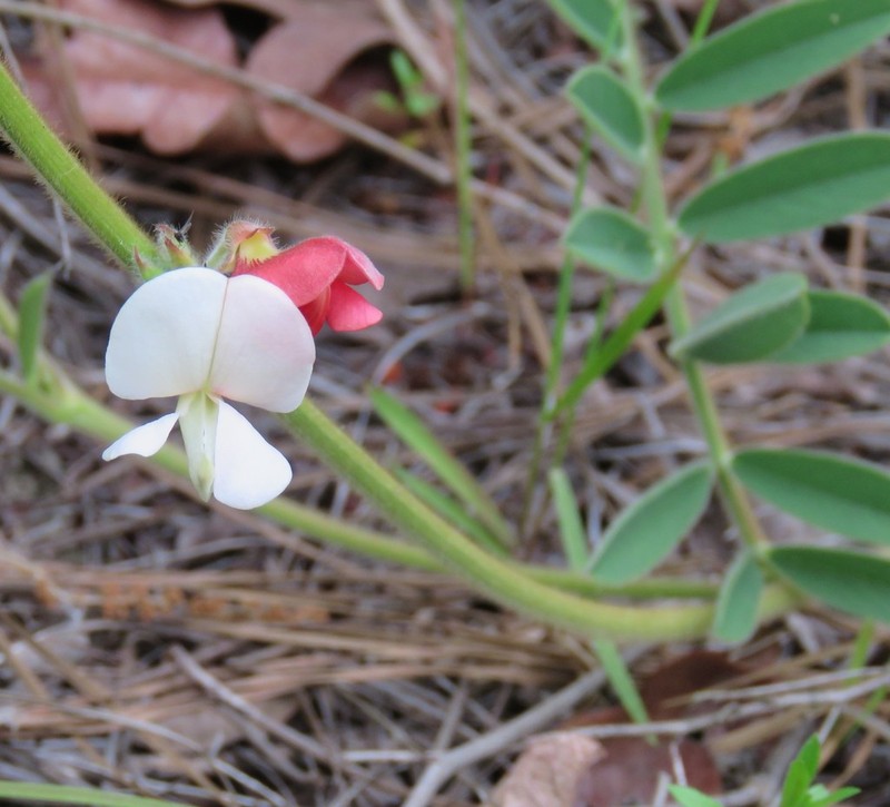 Multibloom Hoarypea photo 3
