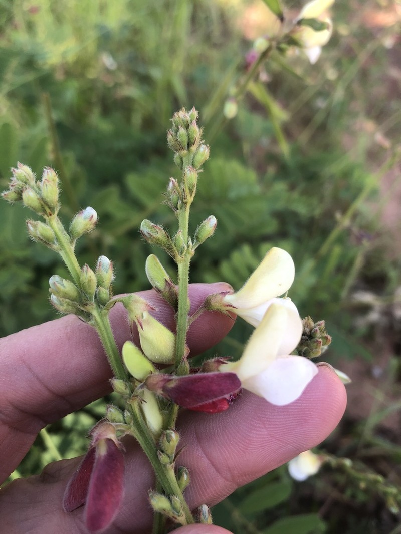 Multibloom Hoarypea photo 4