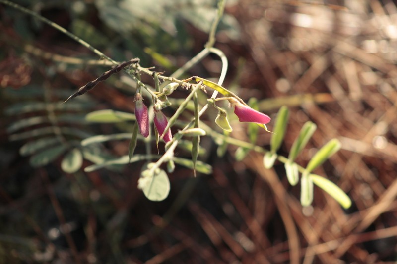 Multibloom Hoarypea photo 5