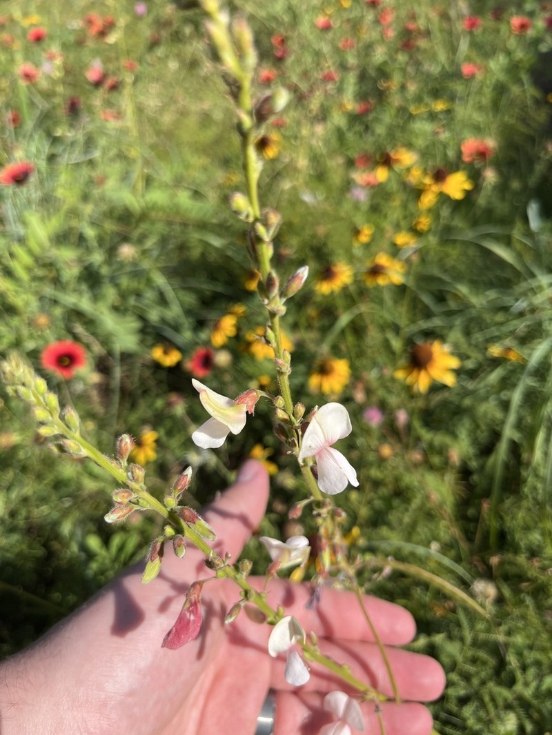 Multibloom Hoarypea photo 6