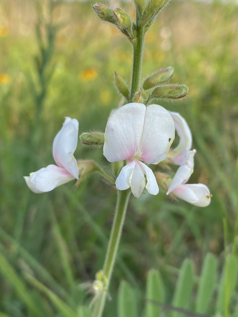 Multibloom Hoarypea photo 7