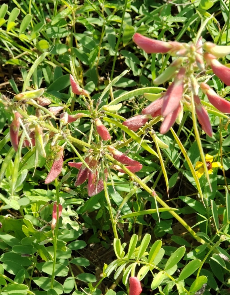 Multibloom Hoarypea photo 8