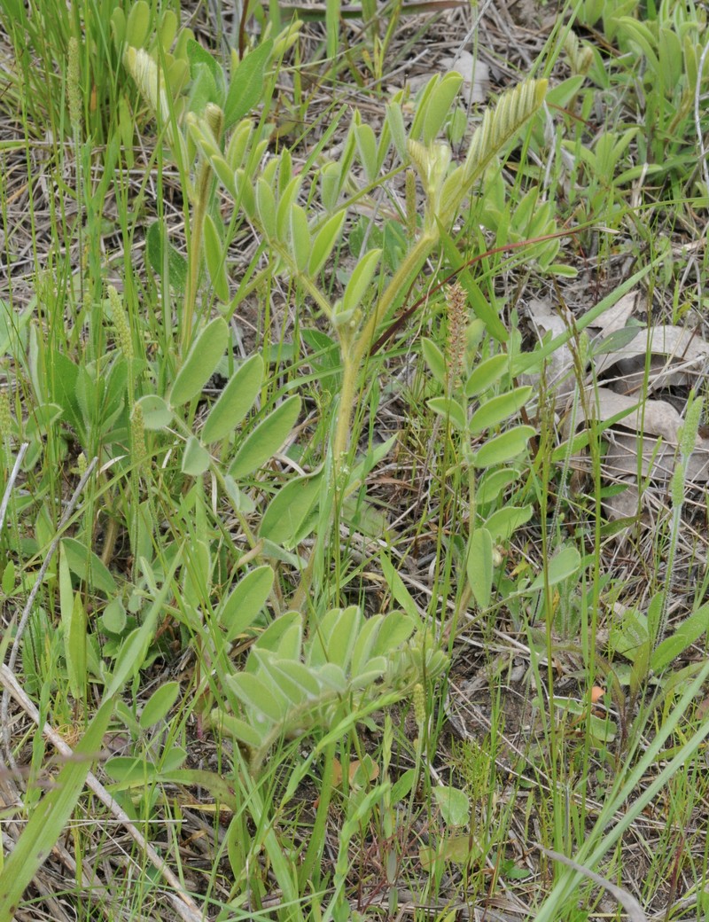 Multibloom Hoarypea photo 4
