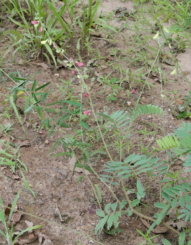 Multibloom Hoarypea photo 5