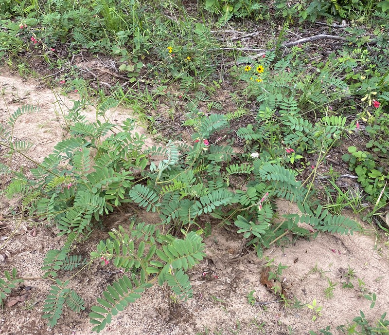 Multibloom Hoarypea photo 6
