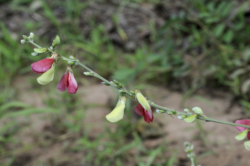 Multibloom Hoarypea photo 7
