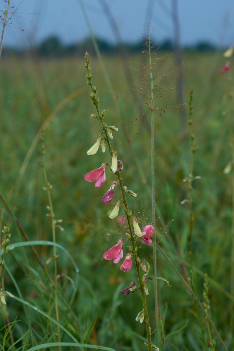 Multibloom Hoarypea