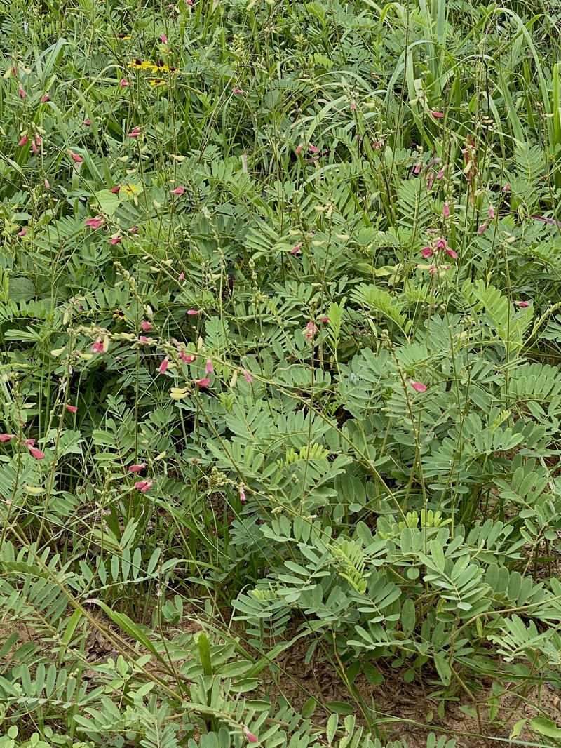 Multibloom Hoarypea photo 3
