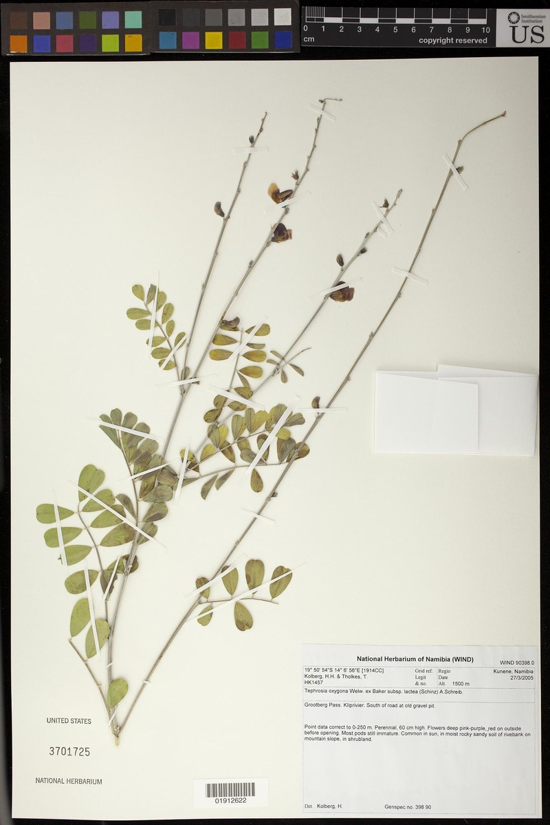 Tephrosia oxygona subsp. lactea