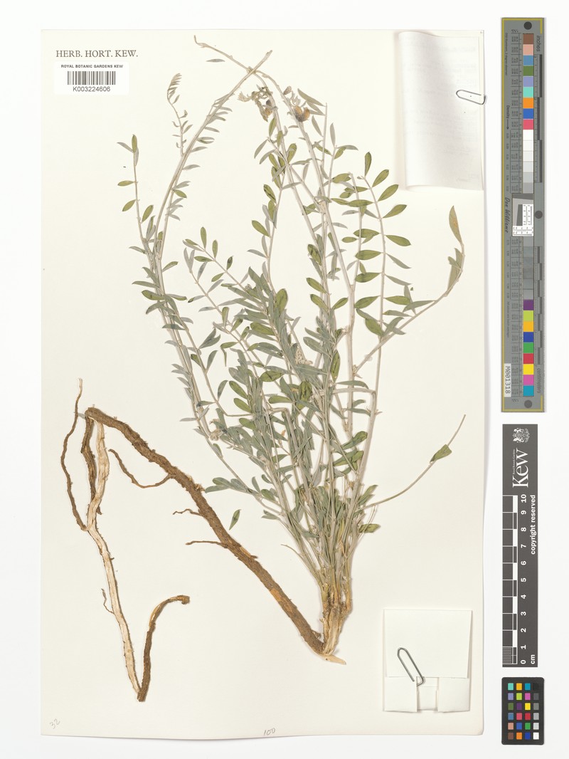 Tephrosia oxygona subsp. lactea photo 2