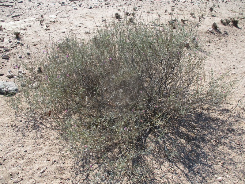 Tephrosia oxygona subsp. oxygona