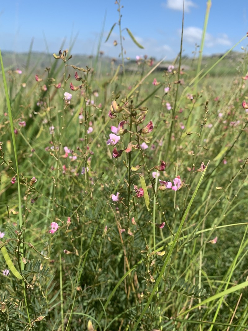 Tephrosia polystachya var. polystachya