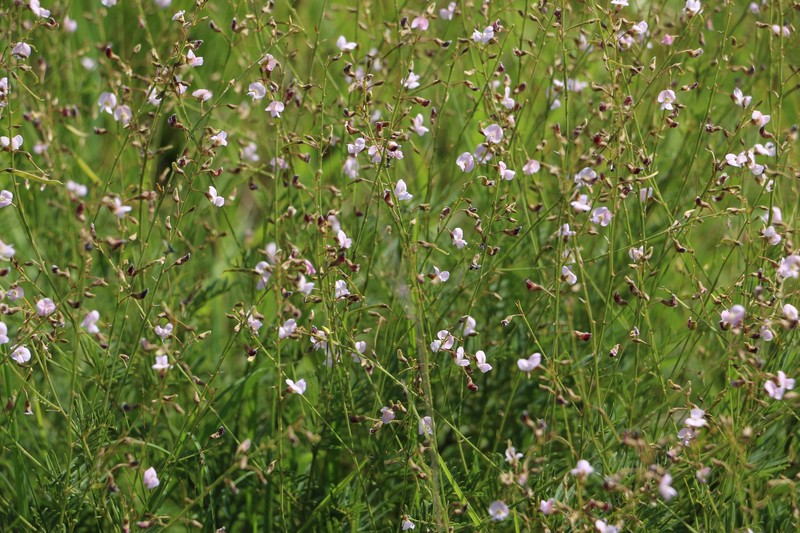 Tephrosia polystachya var. polystachya photo 2