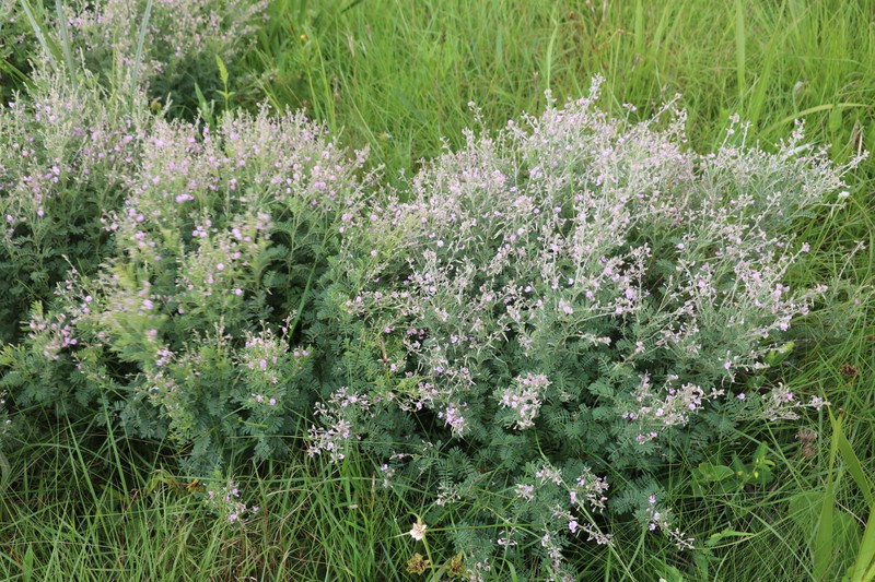 Tephrosia polystachya var. polystachya photo 3